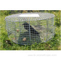 Wire Live Bird Traps Cage Pest Birds Traps